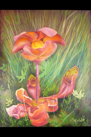 " Pitcher Plant "